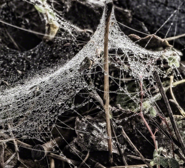 cobwebs, dew