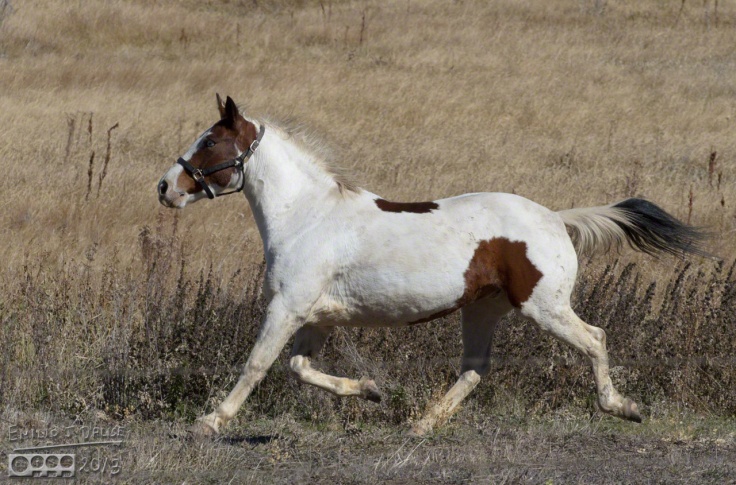 Horse,