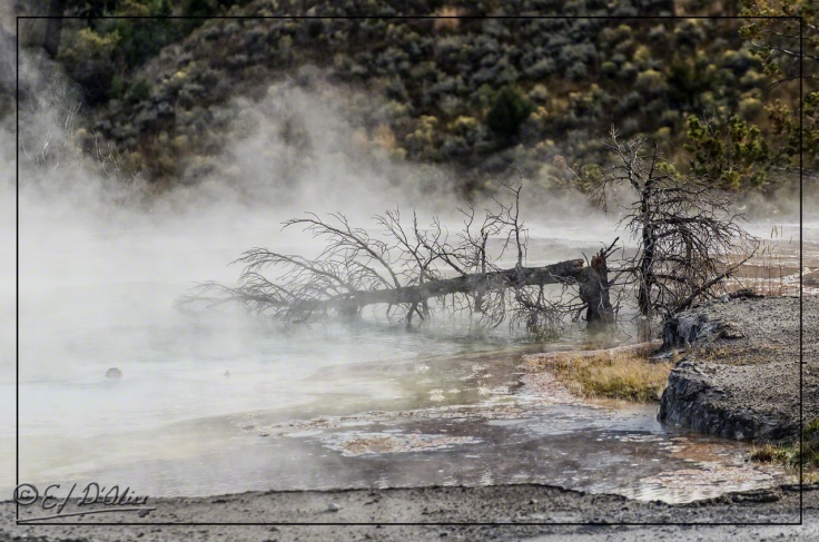 Yellowstone 2013