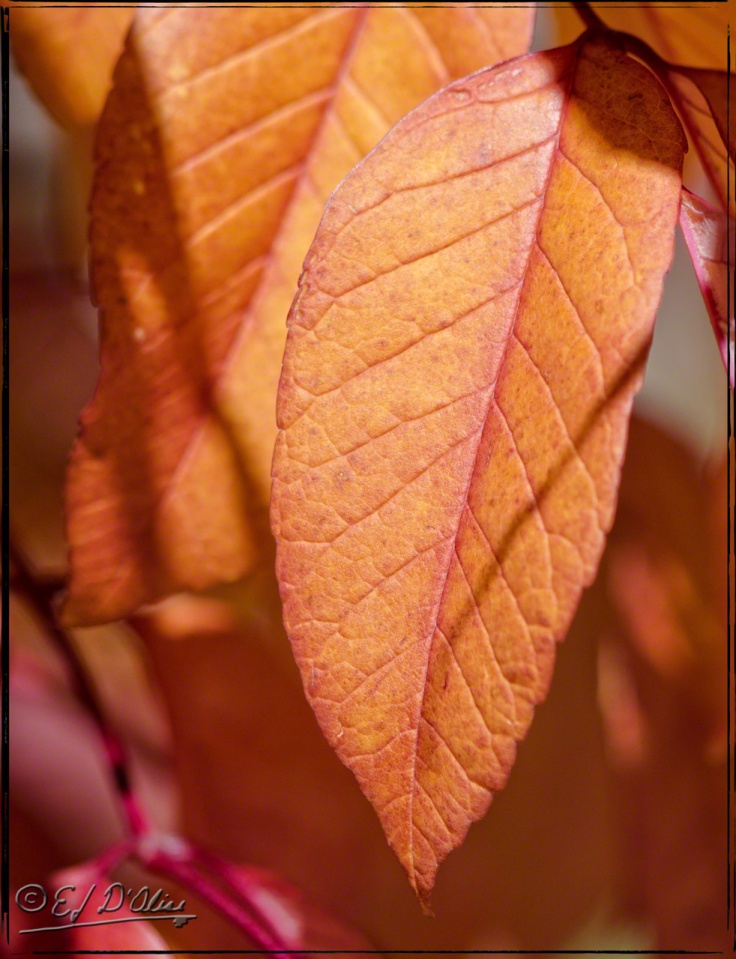 Fall leaves,