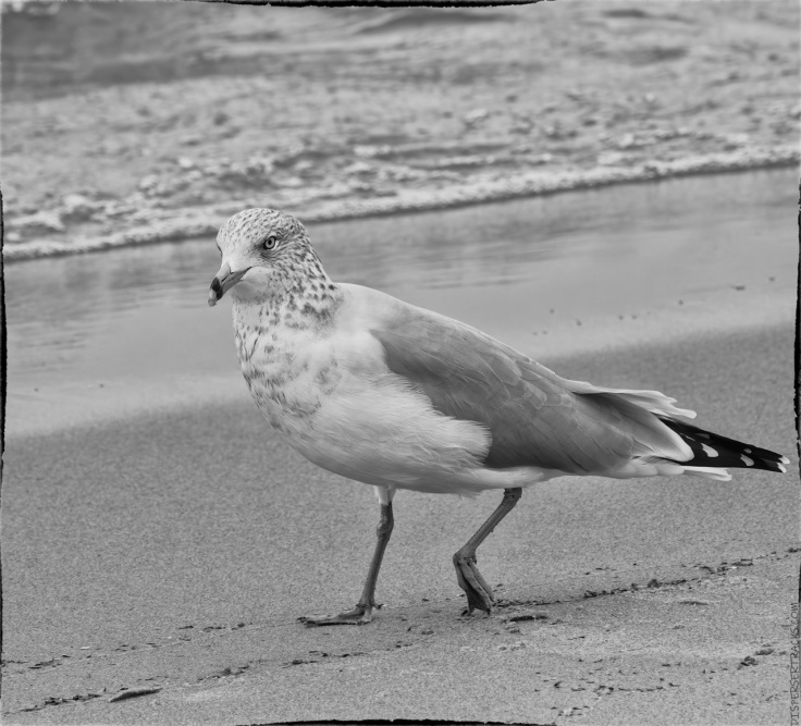 Seagull walking along the beach (monochrome)