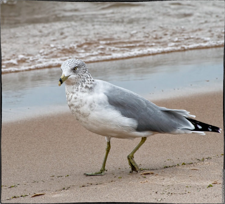 Seagull walking along the beach