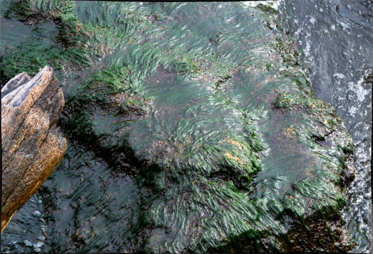 Algae and water on a rock