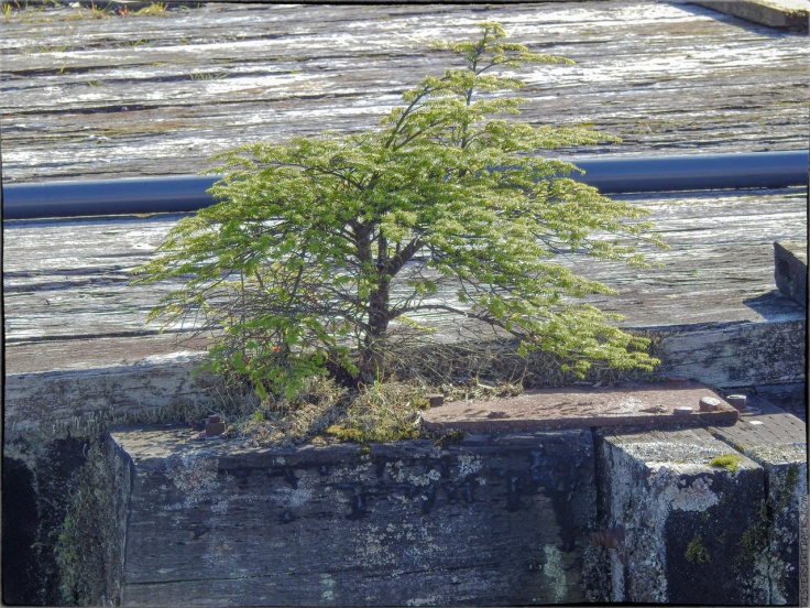 A small evergreen tree growing in the cracks of the seafront boardwalk