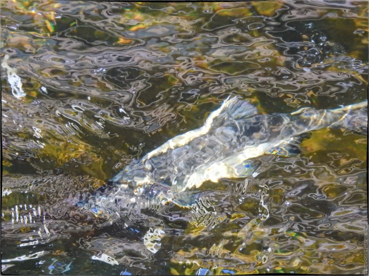 salmon swimming in Ketchikan creek