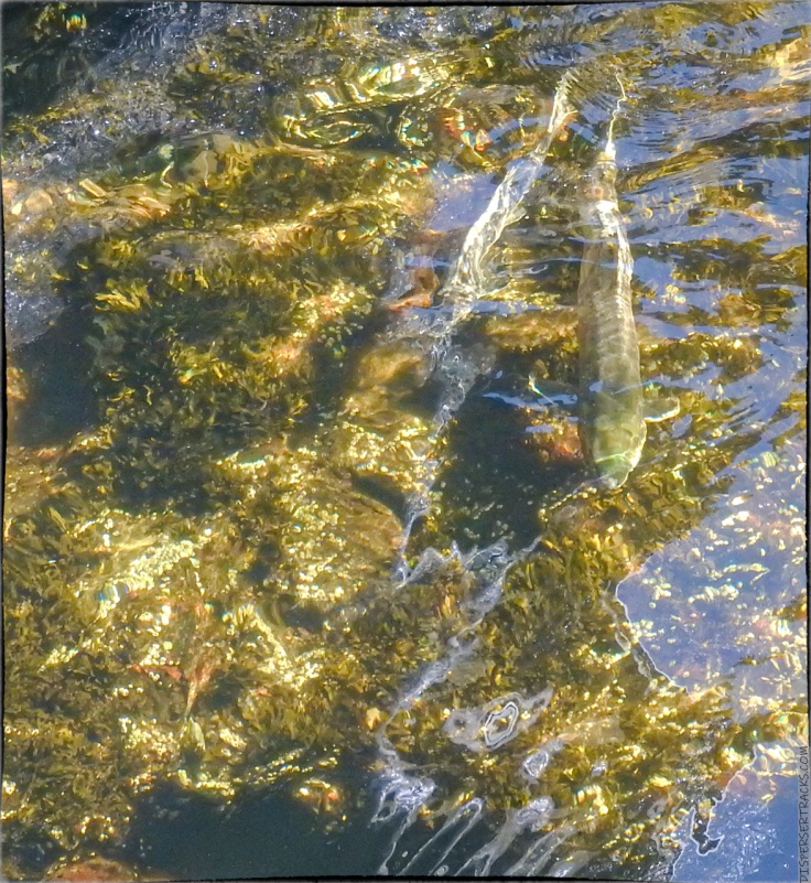 salmon swimming in Ketchikan creek