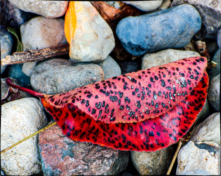 Colorful leaves on rocks