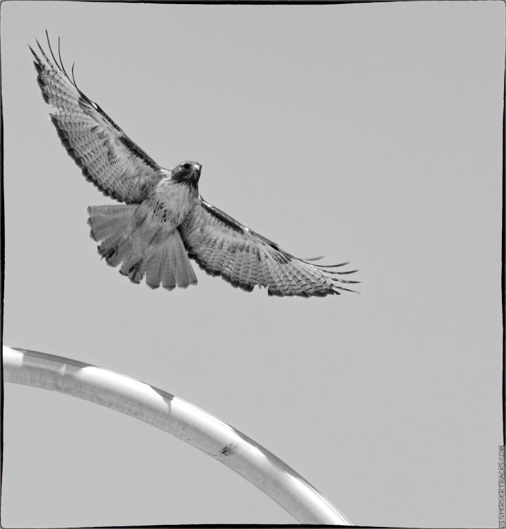 hawk taking flight in monochrome